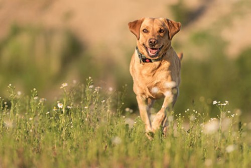 Animaux domestique