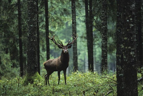 Animaux de la foret