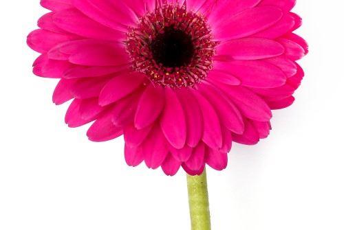 Gerbera