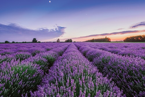 Lavender