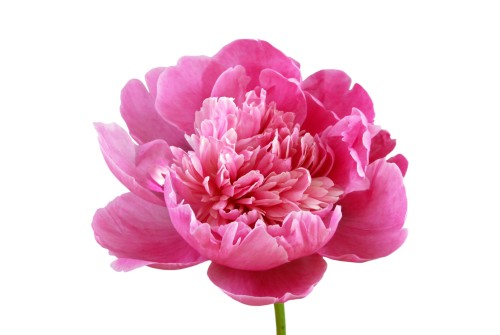 Pivoine