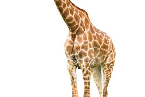 Girafe