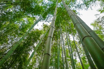 Forêt de bambous arashiyama, Kyoto, Japon