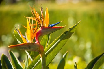 Oiseau du paradis