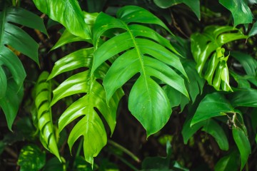  Gros plan feuille verte, forêt tropicale