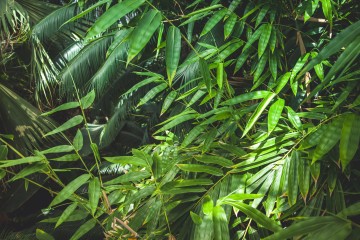  Vue rapprochée du fond vert des feuilles de palmier