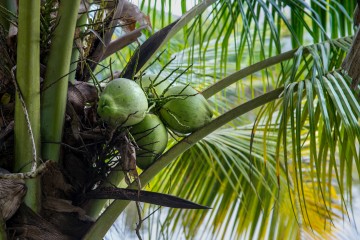  Jeune cocotier vert sur un palmier. plantation de coco