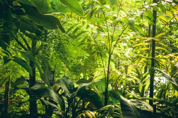 Végétation tropicale avec plantes et arbres verts