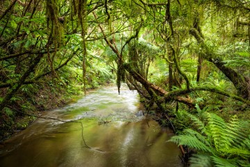 Feuille de fougère dans une forêt tropicale en Nouvelle-Zélande