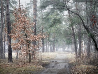Forêt paysage brumeux avec route