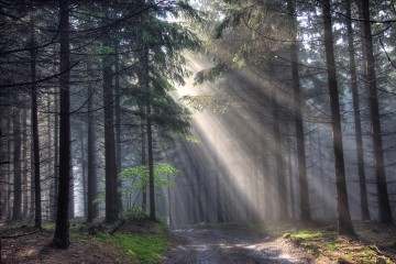 Soleil - forêt de conifères dans le brouillard